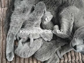 Ruská modrá kočka - koťátka - 3