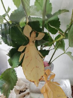 Lupenitka Tataba - 3