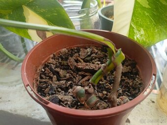 Monstera aurea - 3