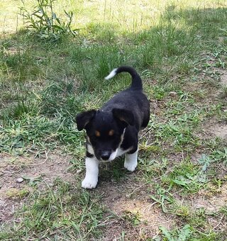 Štěňata JRT a Bernský salašnický - 3