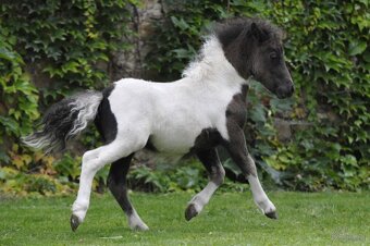 Shetland pony - 3