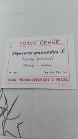 Herbář travin - 3