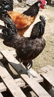 Kohout Ayam Cemani - 3