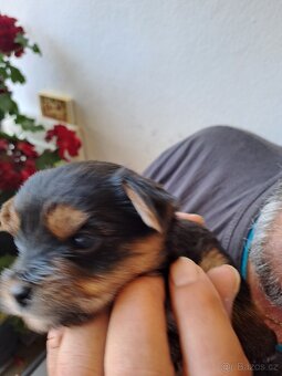Yorkshire terrier bez PP - 3
