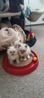 Koťátka Ragdoll - 3