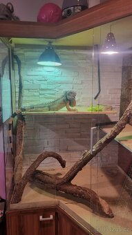 Prodám terarium. - 3