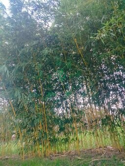 Žlutý bambus Phyllostachys - 3