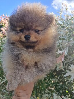 Prodám štěně s PP- plemeno POMERANIAN - 3
