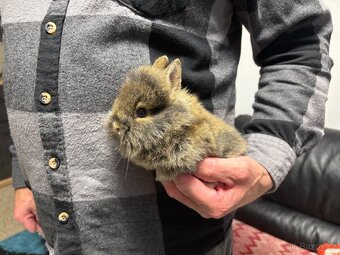 ♥️zakrslý králík-samičky s teddy genem již k odběru - 3