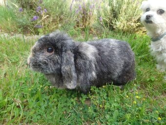 Zakrslá samička - 3