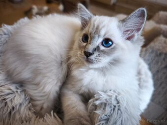 Ragdoll kocourek blue lynx s pp - 3