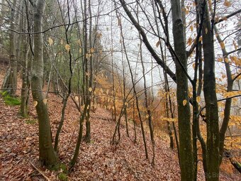 Lesní pozemek Jedlí - 3