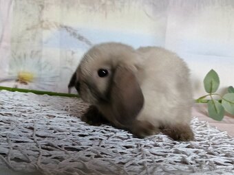 Minilop - zakrslý beránek - 3