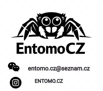 Philiddipus regius Everglades - 3