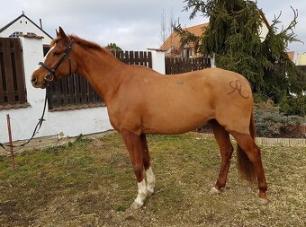 Ošetřovatel koní, jezdec, práce u koní - 3