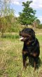 Rotvajler, rottweiler, RTW s PP – KE KRYTÍ - 3