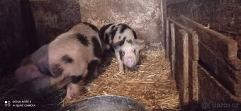 Kune-Kune - 3