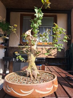 Bonsai, bonsaj Javor - 3
