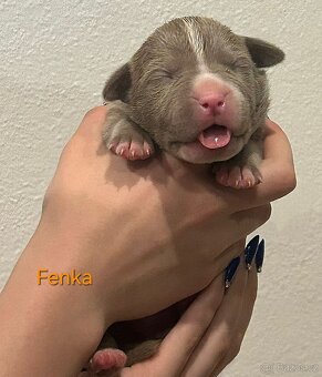 American Bully XL - štěňata - rezervace - 3