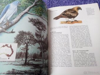 Tierwelt Australiens und der Antarktis - 3