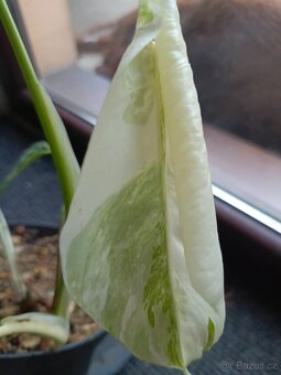 Monstera albo - 3