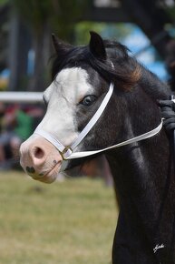 Prodáme valáška Welsh mountain pony - 3