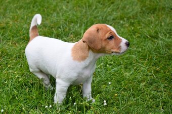 Štěňata Jack Russell terier, dvě fenky - 3