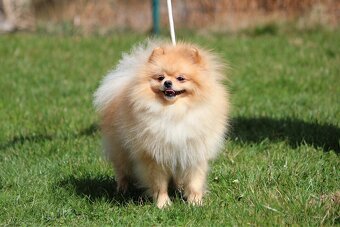 Pomeranian FCI chovný - nabídka krytí OSTRAVA - 3