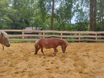 Hřebeček pony - 3