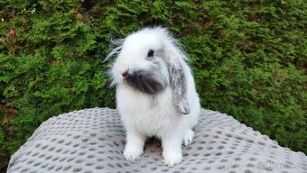 Zakrslý beránek, králíček, králík - MOLLY - 3