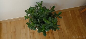 Tlustice (crassula ovata) - 3