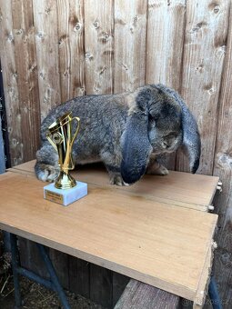 Francouzský beran s PP - 3