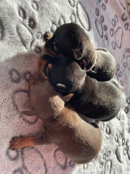 Pražský krysařík - štěňata s PP FCI - 3