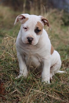 Americký stafordšírský teriér s PP pejsek CHAOS - 3