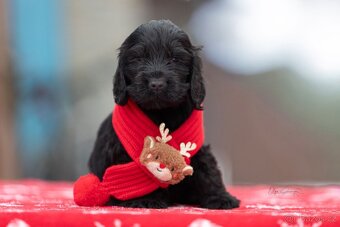 ANGLICKÝ KOKRŠPANĚL S PP - 3