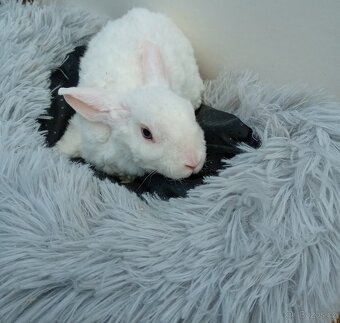 Zakrslý králíček rex I7 - 3