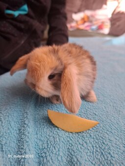 Zakrslý beránek - 3