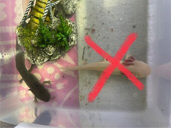 Axolotl - 3