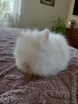 Teddy králíčci - 3