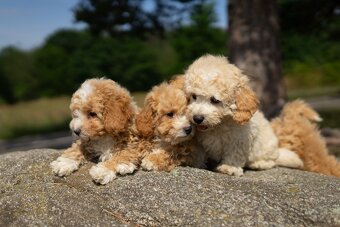 Maltipoo - 3