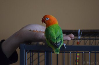 Prodám 2 papoušky Agapornis Fischeri Opalín - 3