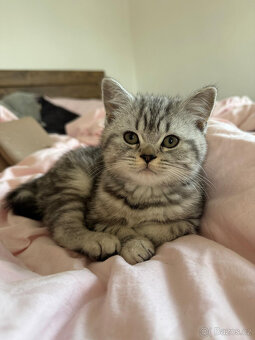 Nabídka britských koťátek Whiskas - 3