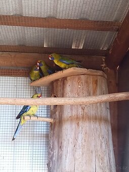 Koupím - výměním - 3