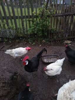 Chovný kohout Španělka Černá - 3