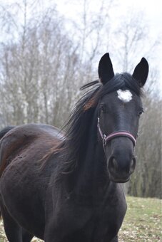 Mladá černá klisna - 3