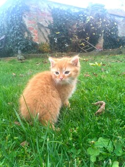 Darujeme koťátka - 3