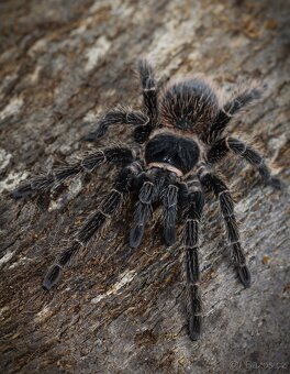 Sklípkani akce do 17.8 - 3