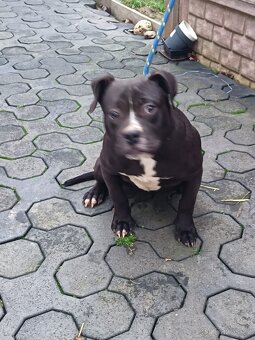 American bully XL - 3