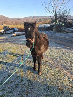 Černý hřebeček - 3