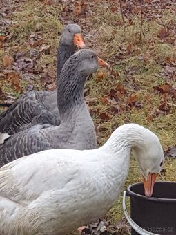 Prodám husy - 3